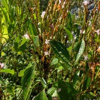 Strobilanthes stenodon C.B.Clarke